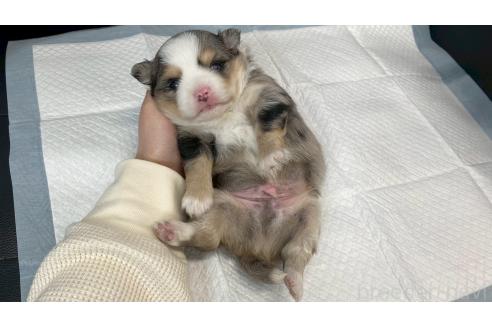 成約済の兵庫県のチワワ(ロングコート)-382585の8枚目